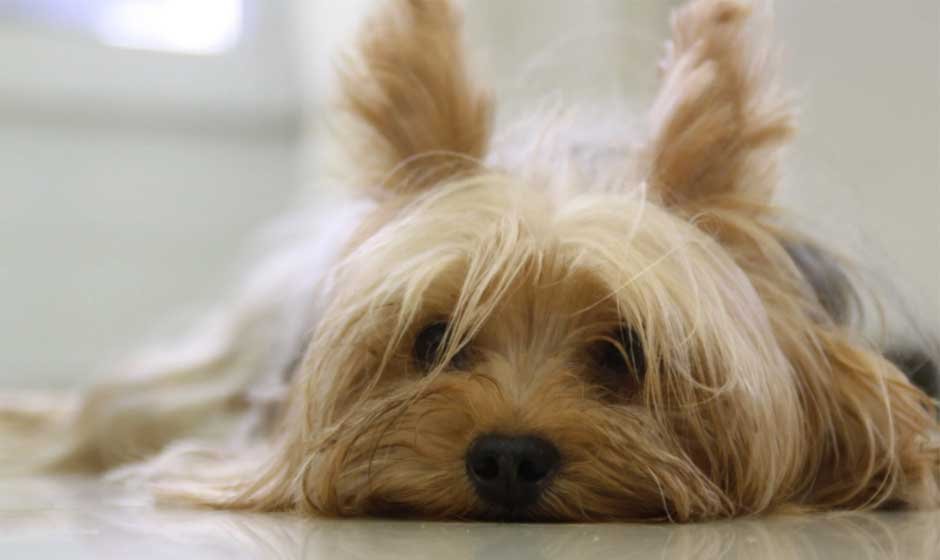 Suggestions-for-Selecting-a-Pet-That-Fits-Your-Family’s-Dynamic