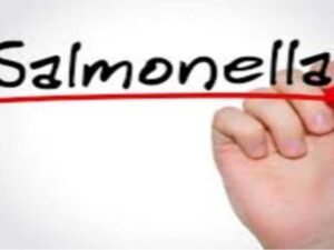What is Salmonella