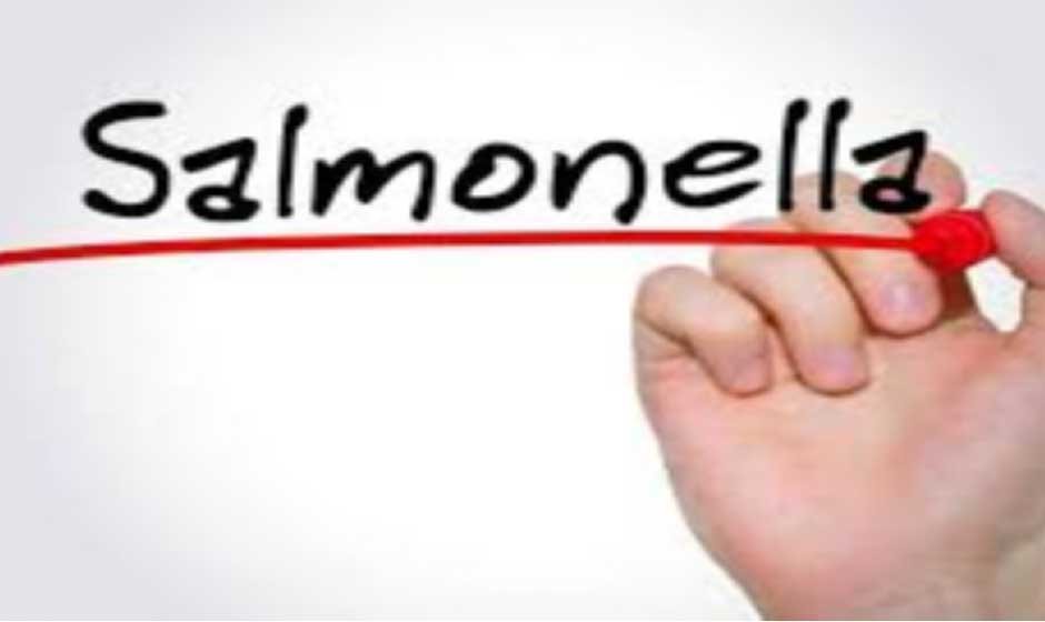 What is Salmonella