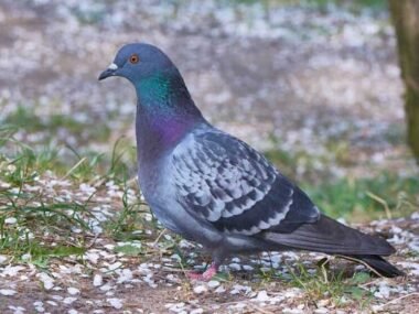 4 Safest Ways to Get Rid of Pigeons Without Causing Harm to the Environment