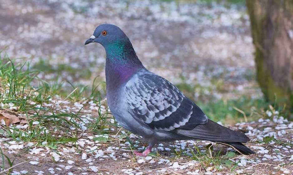 4 Safest Ways to Get Rid of Pigeons Without Causing Harm to the Environment