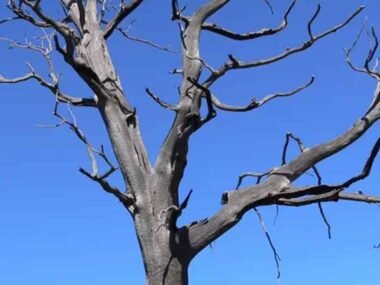 Signs Your Tree Needs Professional Attention