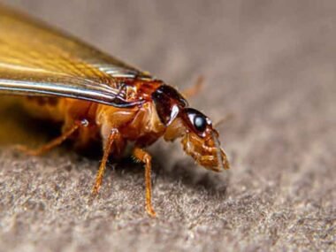 Termite Season: What Every Homeowner Needs to Know