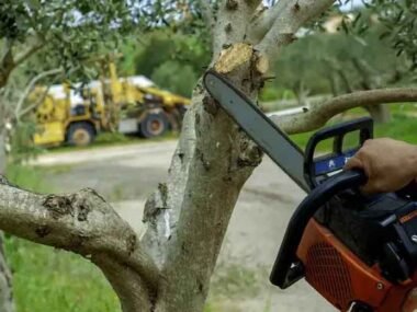 The-Benefits-of-Regular-Tree-Trimming-for-Property-Health