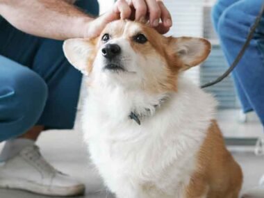 Why Recently Graduated Veterinarians Should Prioritize Disability Insurance