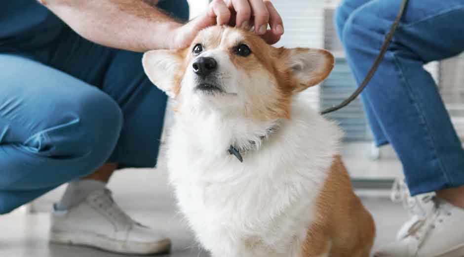 Why Recently Graduated Veterinarians Should Prioritize Disability Insurance