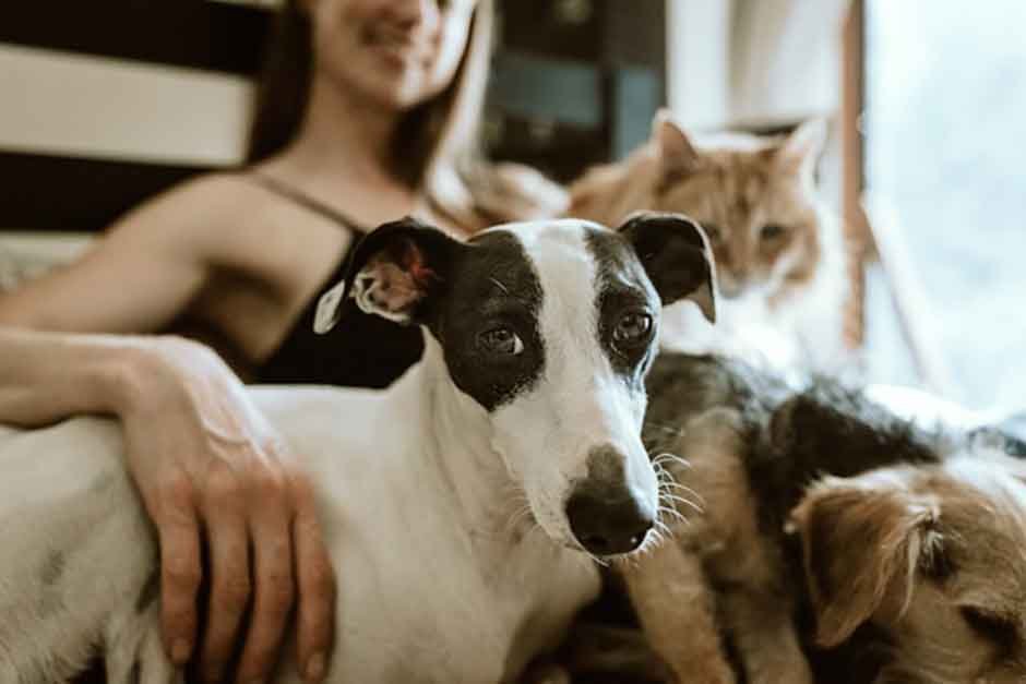 Daily Habits to Keep Dog Hair Out of Your Living Space