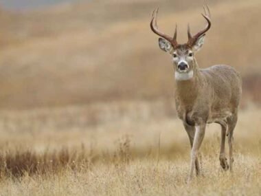 How-Ethical-Hunting-Supports-Sustainable-Ecosystems