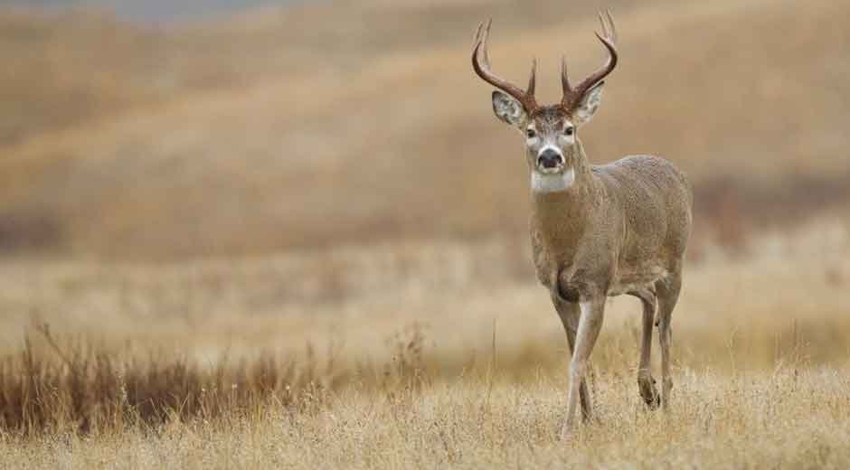 How-Ethical-Hunting-Supports-Sustainable-Ecosystems