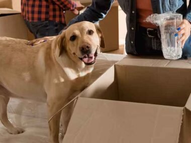 How-Training-Helps-Dogs-Adjust-to-New-Homes