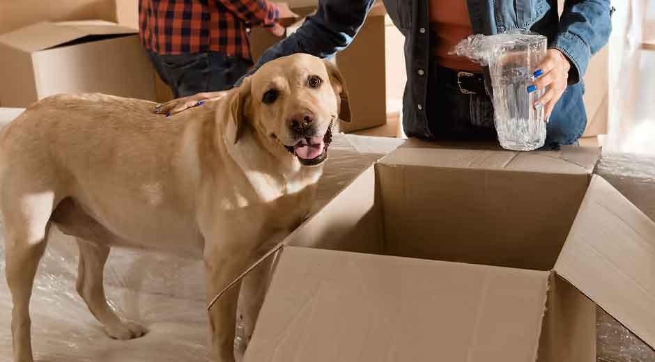 How-Training-Helps-Dogs-Adjust-to-New-Homes