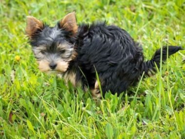 Reliable-Pooper-Scooper-Services-for-Homes-and-Pet-Friendly-Spaces