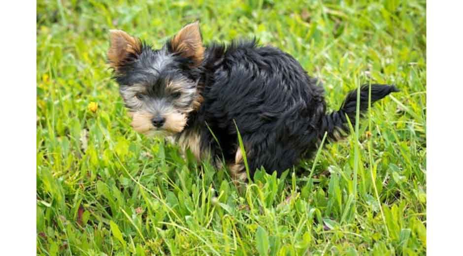 Reliable-Pooper-Scooper-Services-for-Homes-and-Pet-Friendly-Spaces