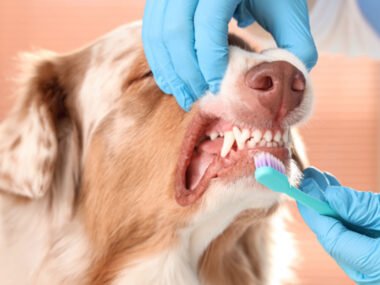 The Best Dental Supplements for Dogs in 2025