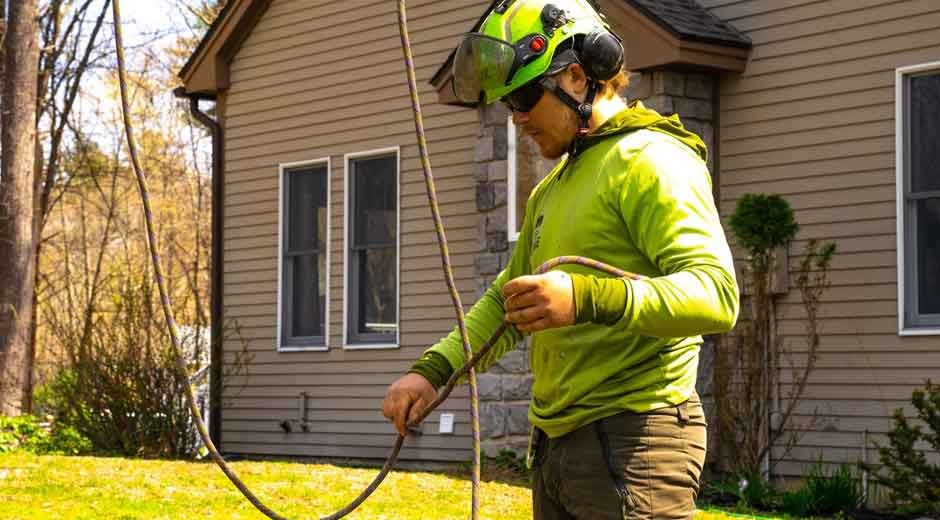 The Tree Service Questions You Should Ask Before Hiring