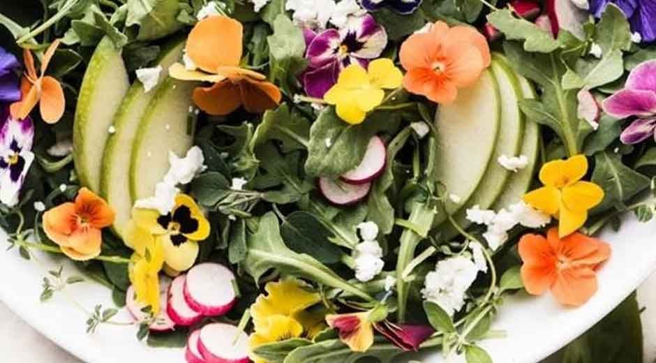 Discover How Colors of Flowers for Christmas Influence Festive Moods and Emotions