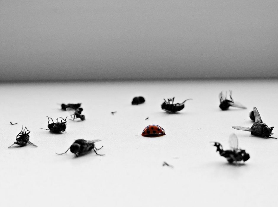 What Are The Most Effective Pest Control Methods