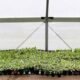 Why Every Gardener Needs a Seedling Greenhouse