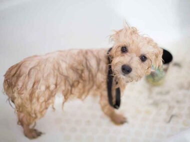 Is This Your First Pet? 5 Tips for Taking Good Care of Them