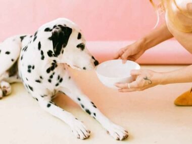 Why Your Dog Might Need Different Food Than You Think