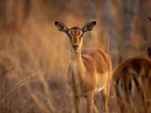 What Touring a Safari Is Like for Beginners and Nature Lovers