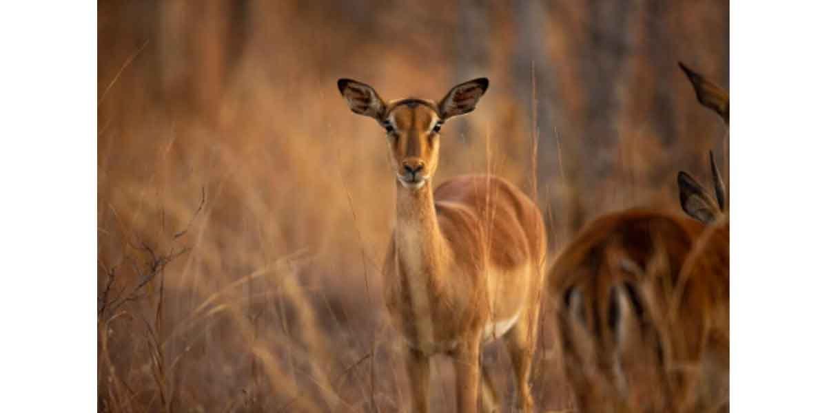 What Touring a Safari Is Like for Beginners and Nature Lovers