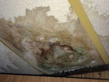 Why Black Mold Shows Up After Water Damage