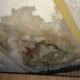 Why Black Mold Shows Up After Water Damage