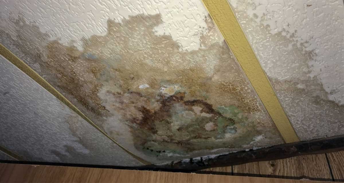 Why Black Mold Shows Up After Water Damage