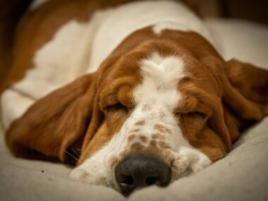 5-gentle-wellness-practices-for-puppies-and-young-1