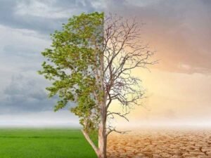 Ways to Do Your Bit for Earth Without Sacrifice