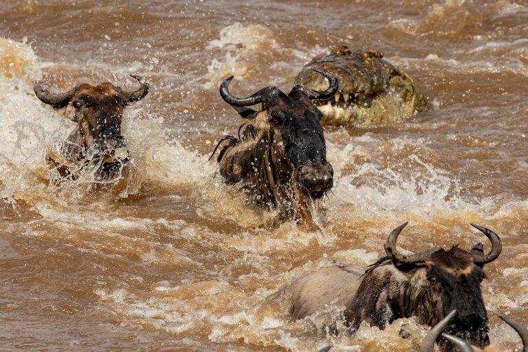 the-art-of-the-african-safari-how-to-curate-the-pe-3