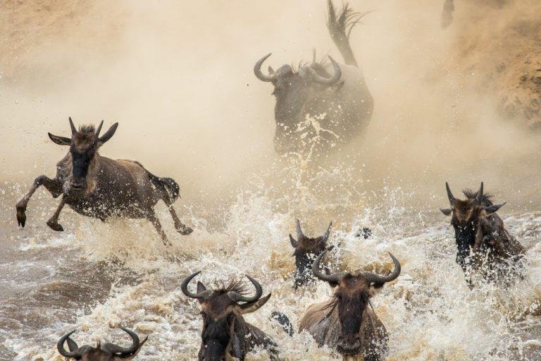 the-art-of-the-african-safari-how-to-curate-the-pe-4