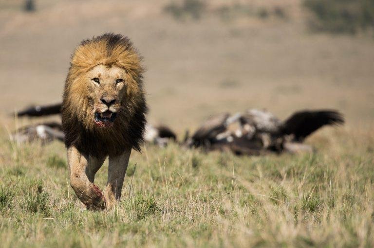 the-art-of-the-african-safari-how-to-curate-the-pe-5