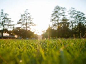 reading-the-signs-your-lawn-is-giving-you-1