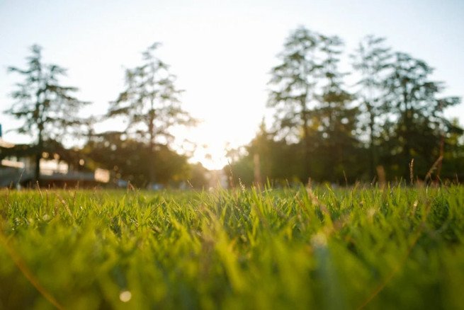 reading-the-signs-your-lawn-is-giving-you-1