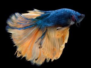what-betta-fish-are-really-like-in-the-wild-1