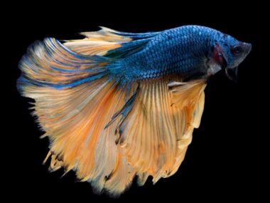 what-betta-fish-are-really-like-in-the-wild-1