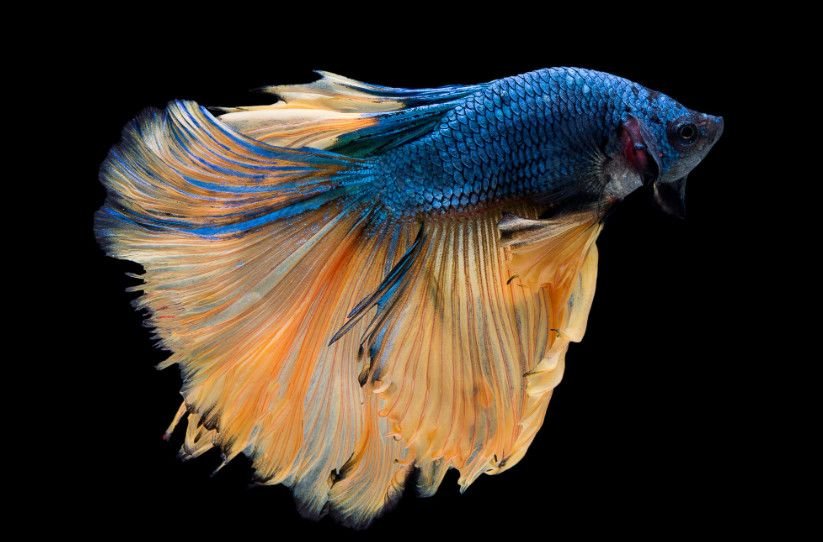 what-betta-fish-are-really-like-in-the-wild-1