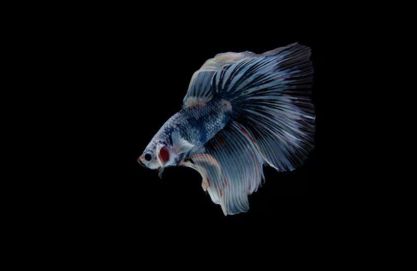 what-betta-fish-are-really-like-in-the-wild-2