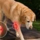 Skin Problems in Pets Explained